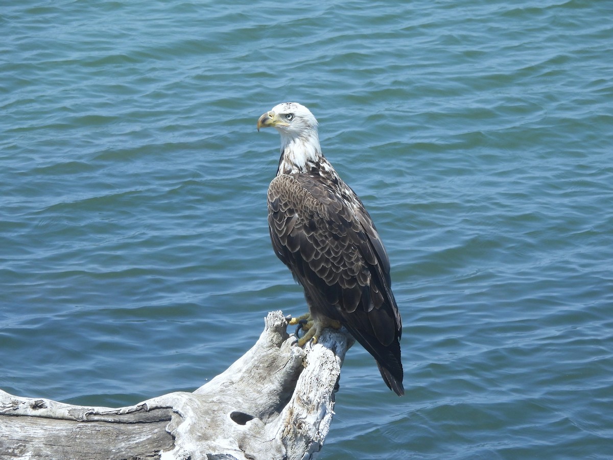 Bald Eagle - ML620629215