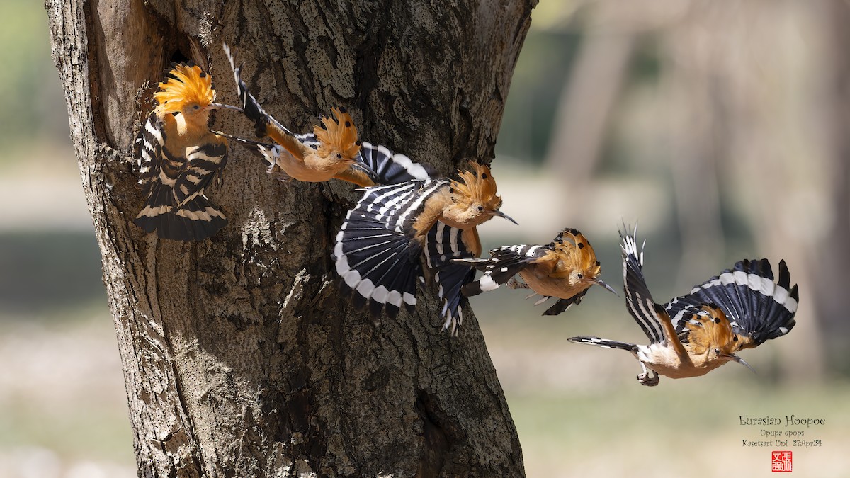 Eurasian Hoopoe - ML620629219