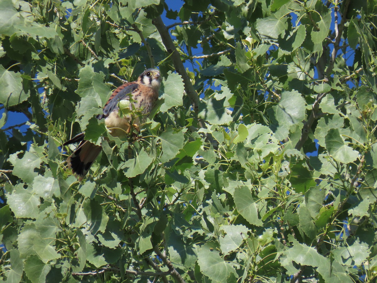 American Kestrel - Erica Rutherford/ John Colbert