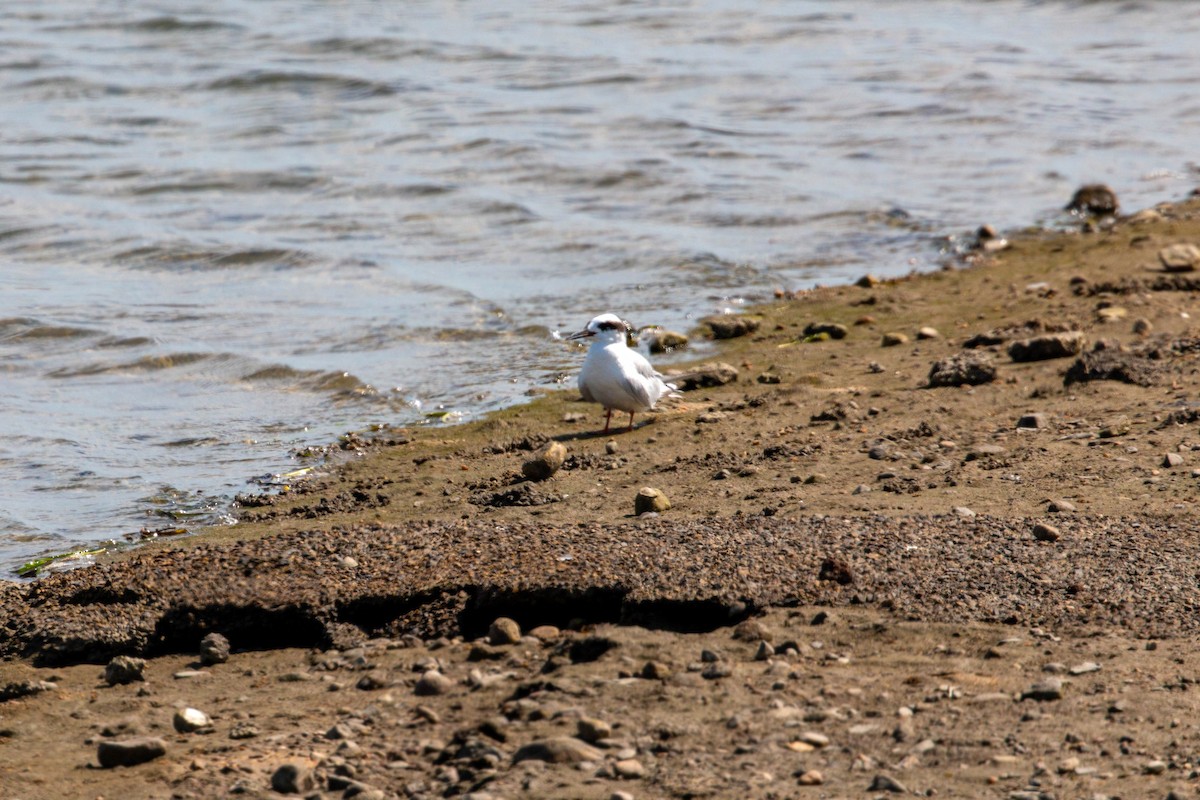 Forster's Tern - ML620629223