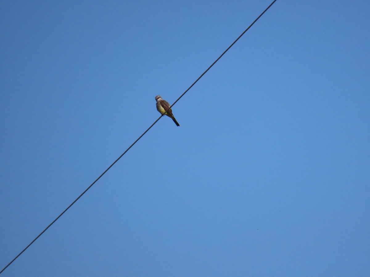 Western Kingbird - Erica Rutherford/ John Colbert