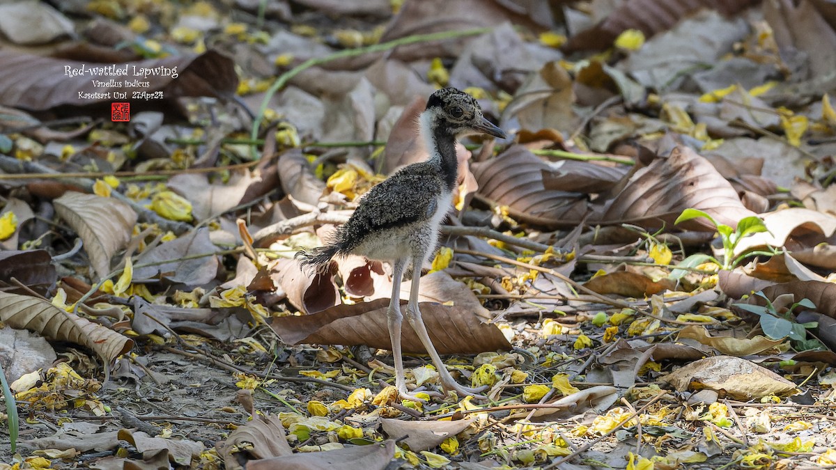 Red-wattled Lapwing - ML620629225