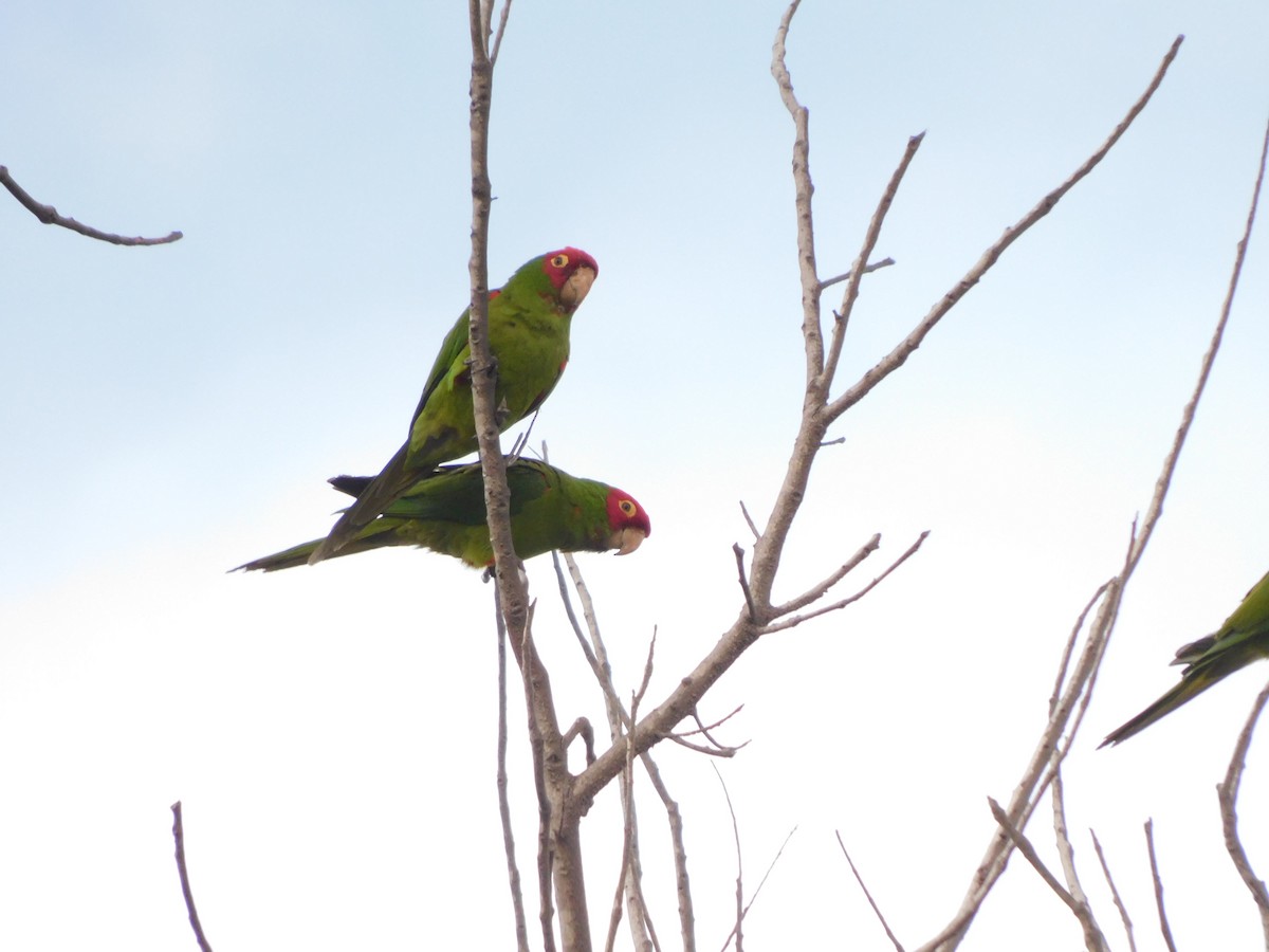 Red-masked Parakeet - ML620629230