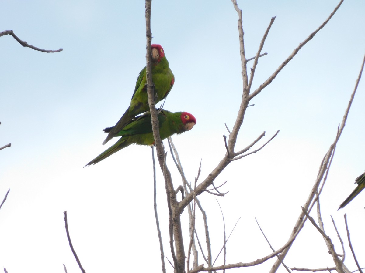 Red-masked Parakeet - ML620629231