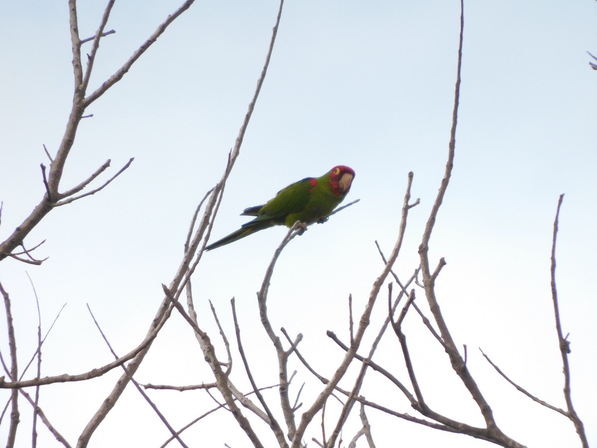 Red-masked Parakeet - ML620629232