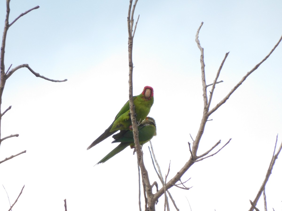 Conure à tête rouge - ML620629233