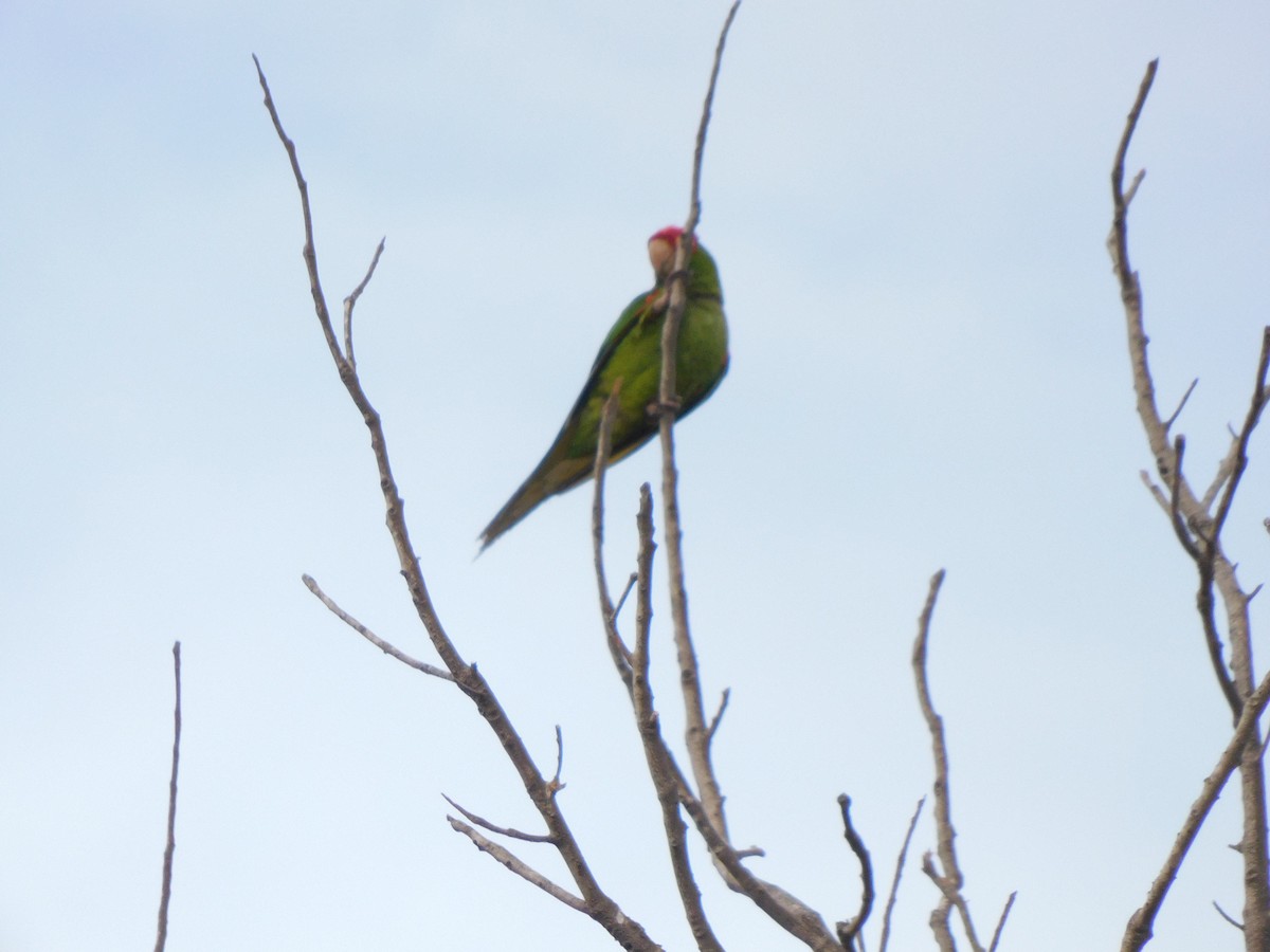 Red-masked Parakeet - ML620629234