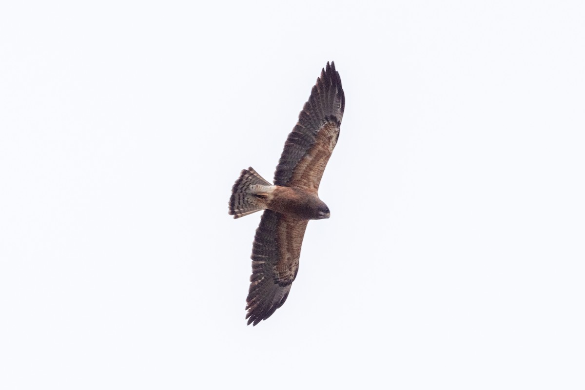 Swainson's Hawk - ML620629236