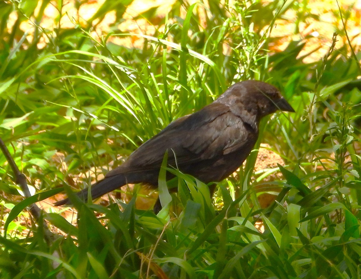 Canyon Towhee - ML620629237