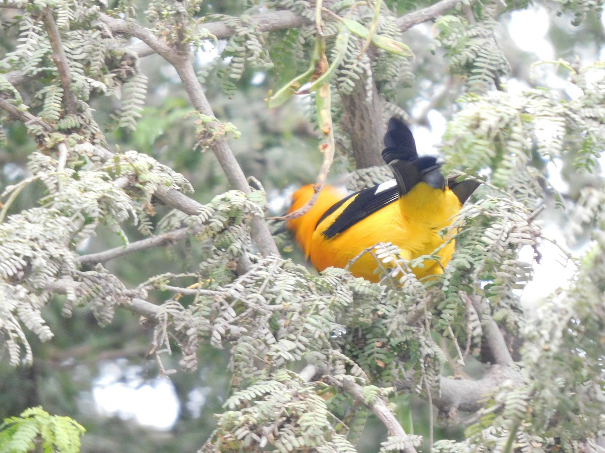 Oriole leucoptère - ML620629239