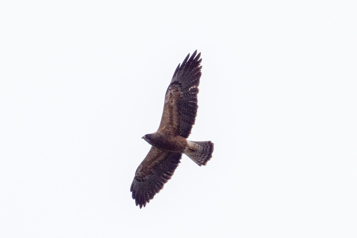 Swainson's Hawk - ML620629242