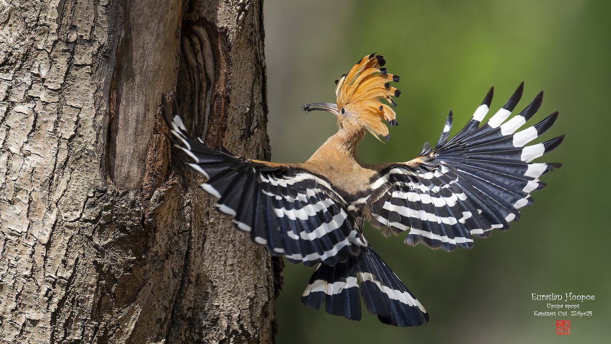 Eurasian Hoopoe - Kenneth Cheong