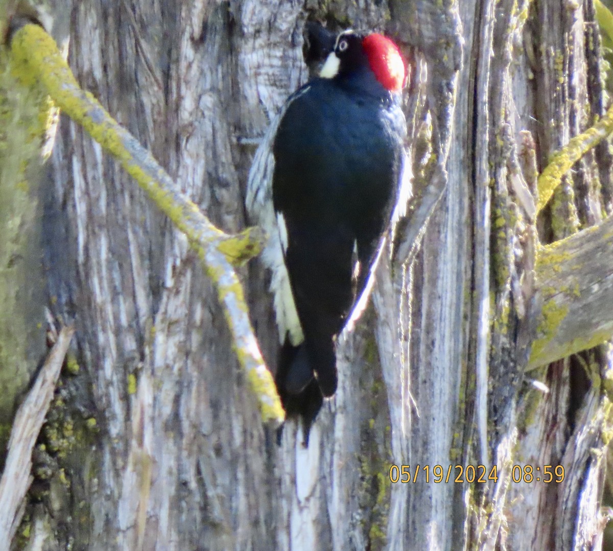 Acorn Woodpecker - ML620629244