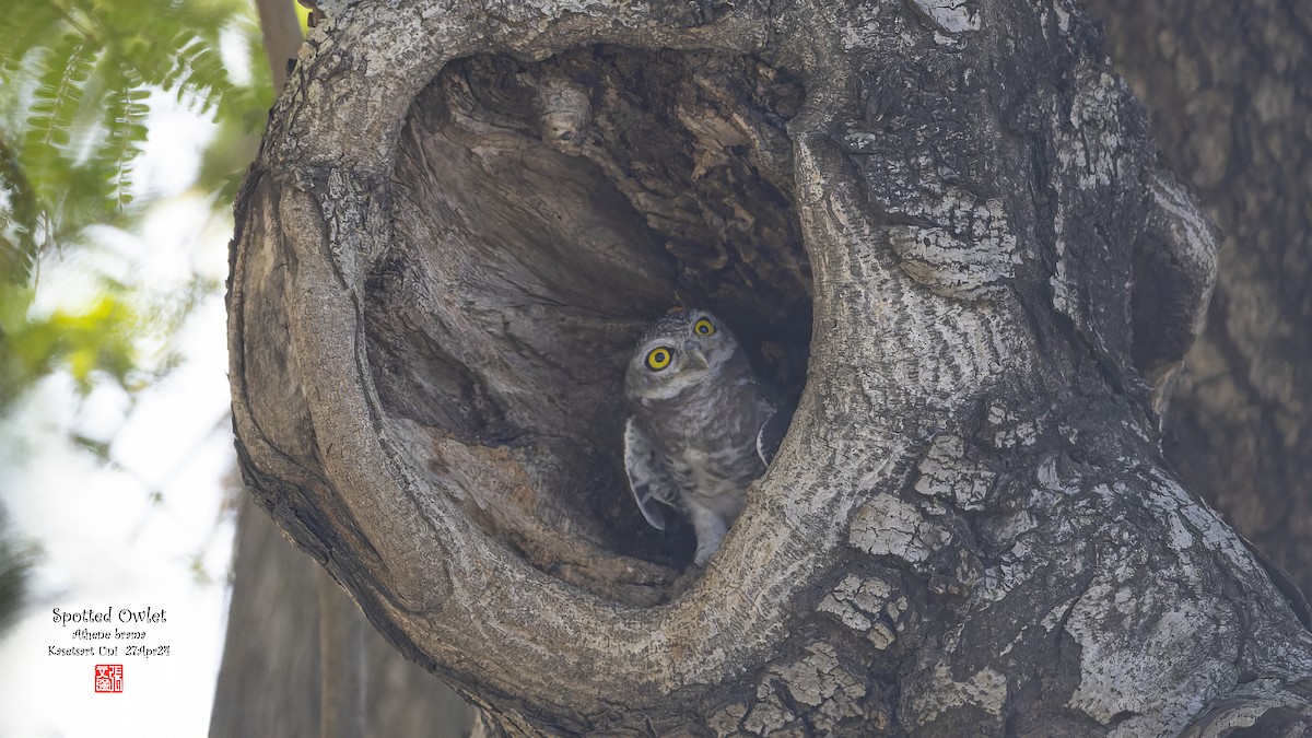 Spotted Owlet - ML620629245