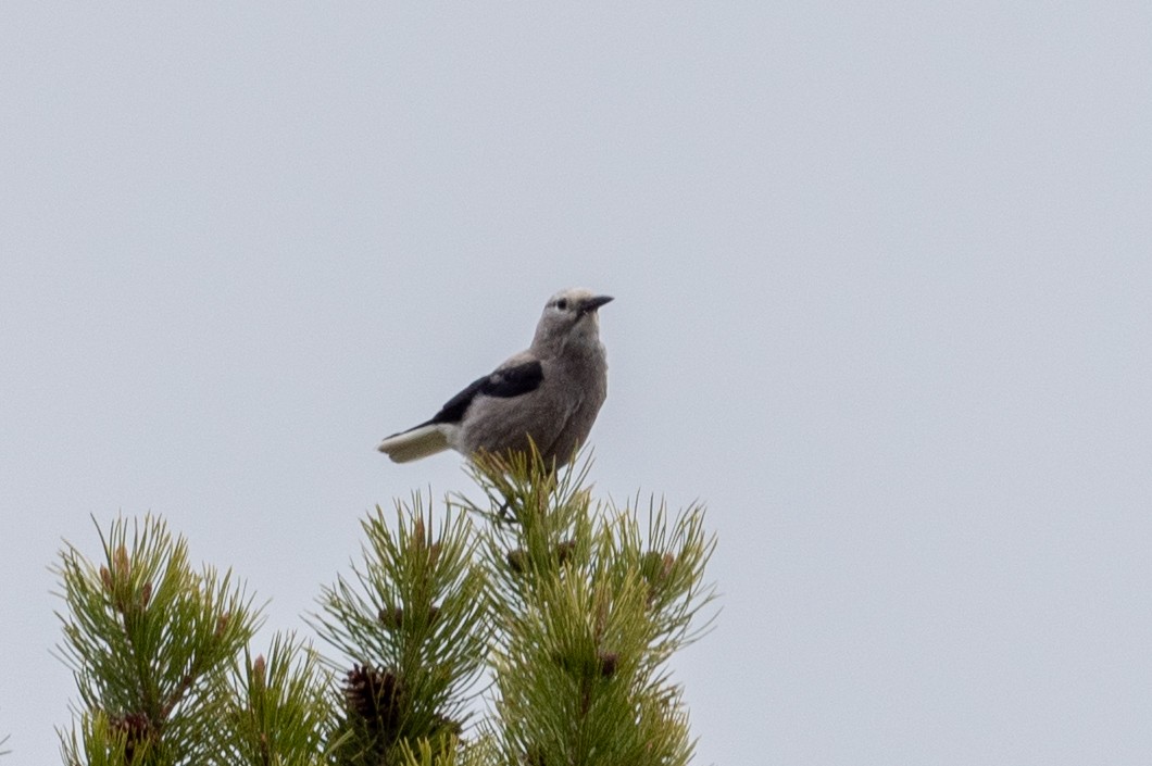 Clark's Nutcracker - ML620629247