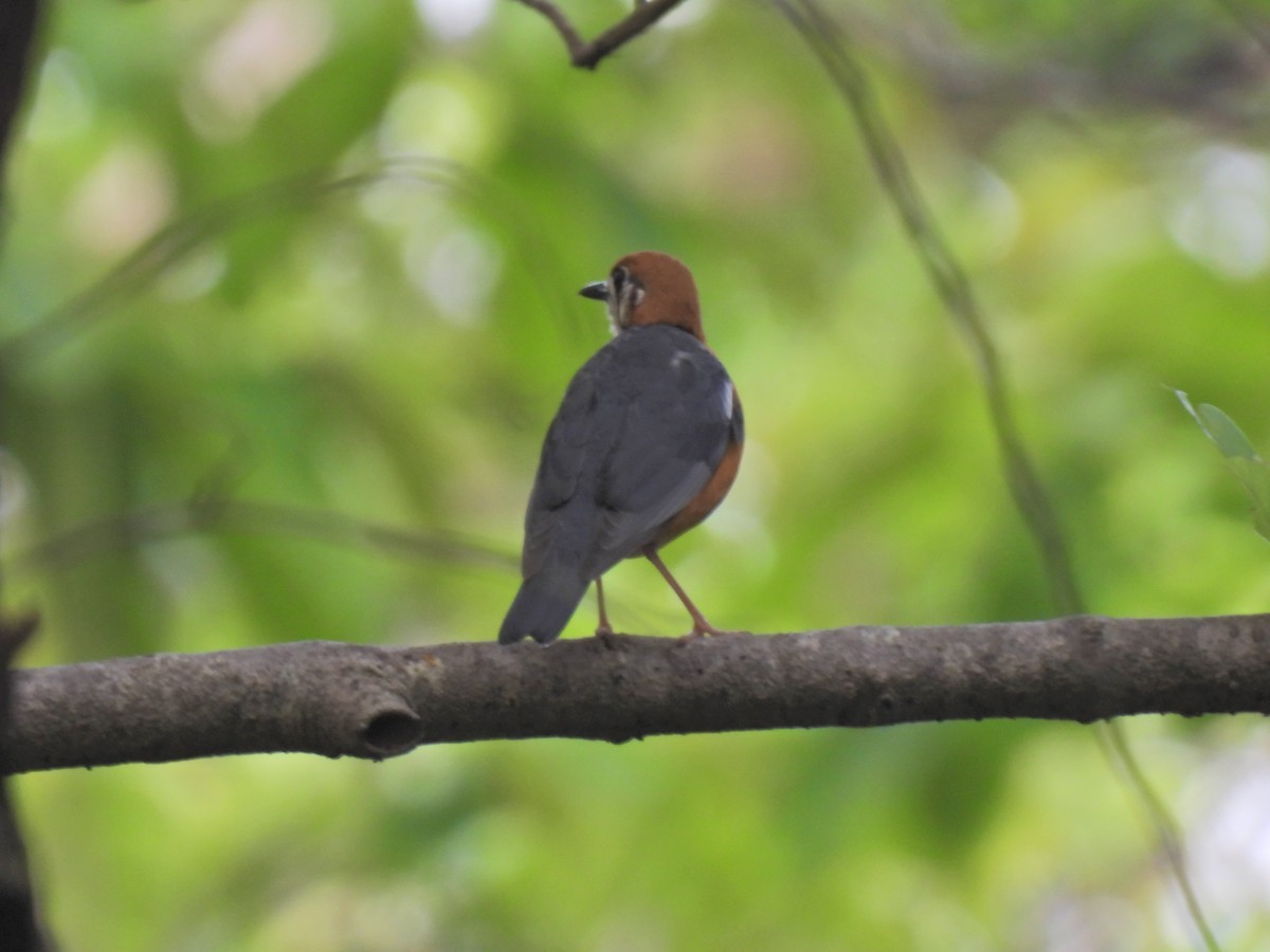 Orange-headed Thrush - ML620629248