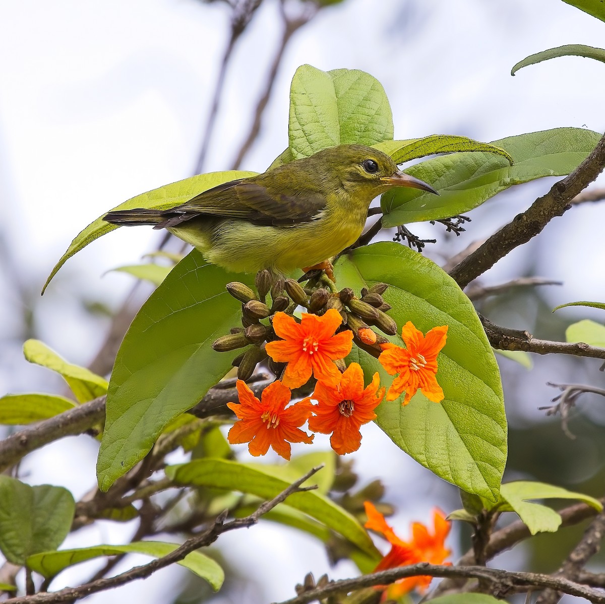 Braunkehl-Nektarvogel - ML620629249