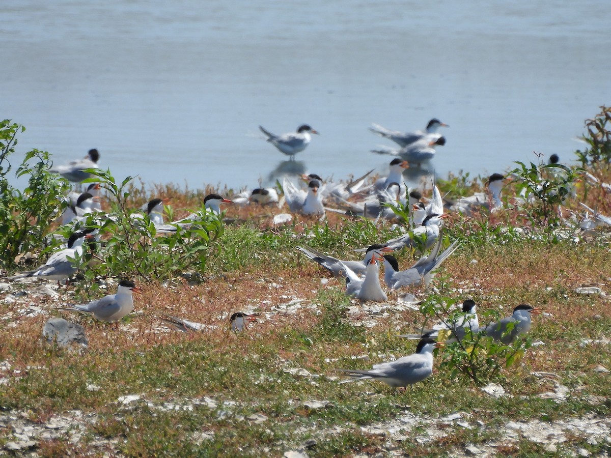 Common Tern - ML620629251