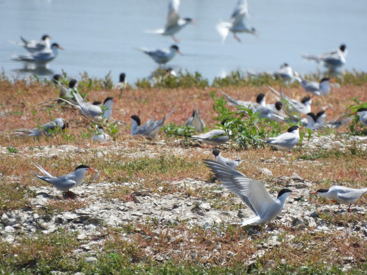 Common Tern - ML620629252