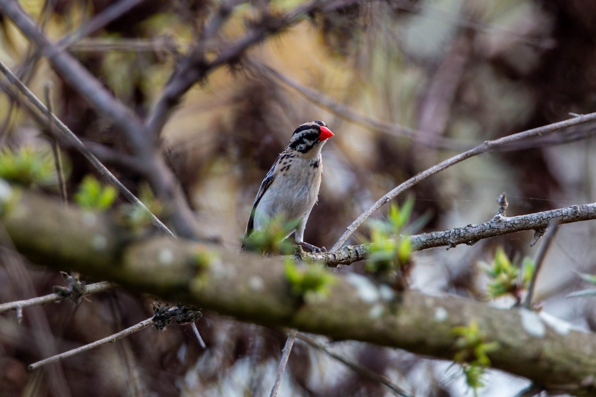 Pin-tailed Whydah - ML620629255