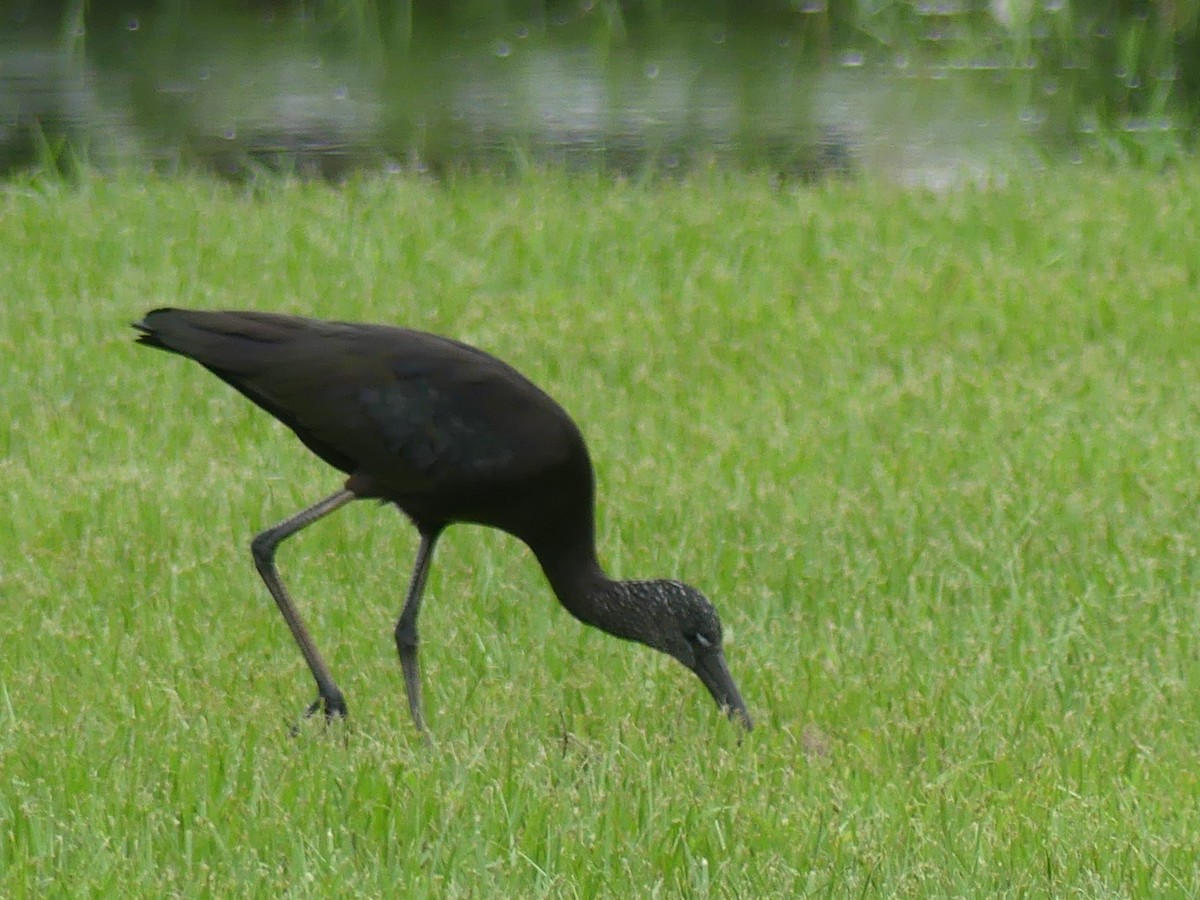 Glossy Ibis - ML620629258