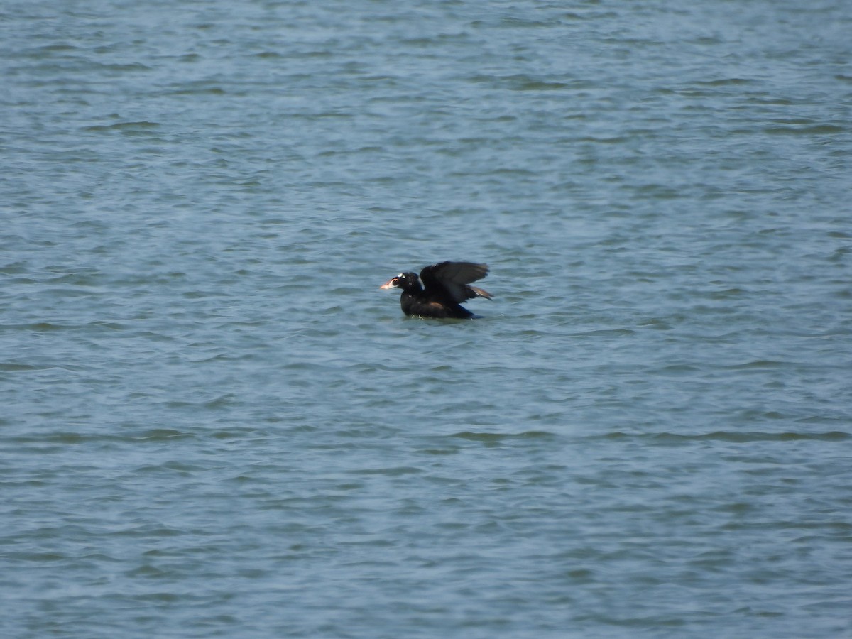 Surf Scoter - Tracee Fugate