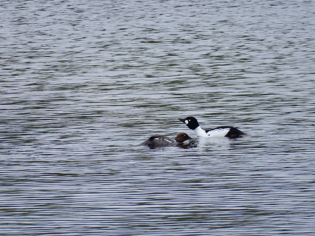 Common Goldeneye - ML620629261