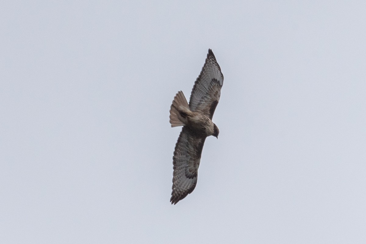 Red-tailed Hawk - ML620629262