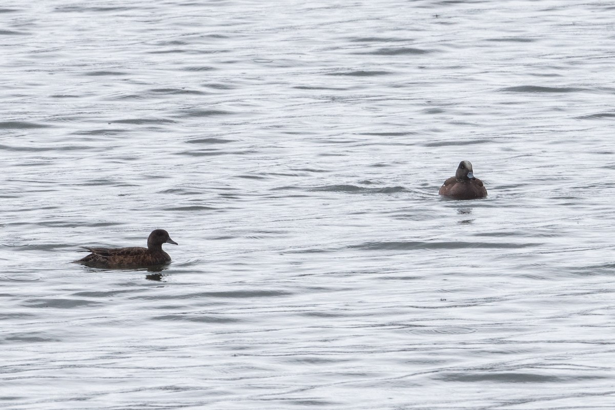 American Wigeon - ML620629267