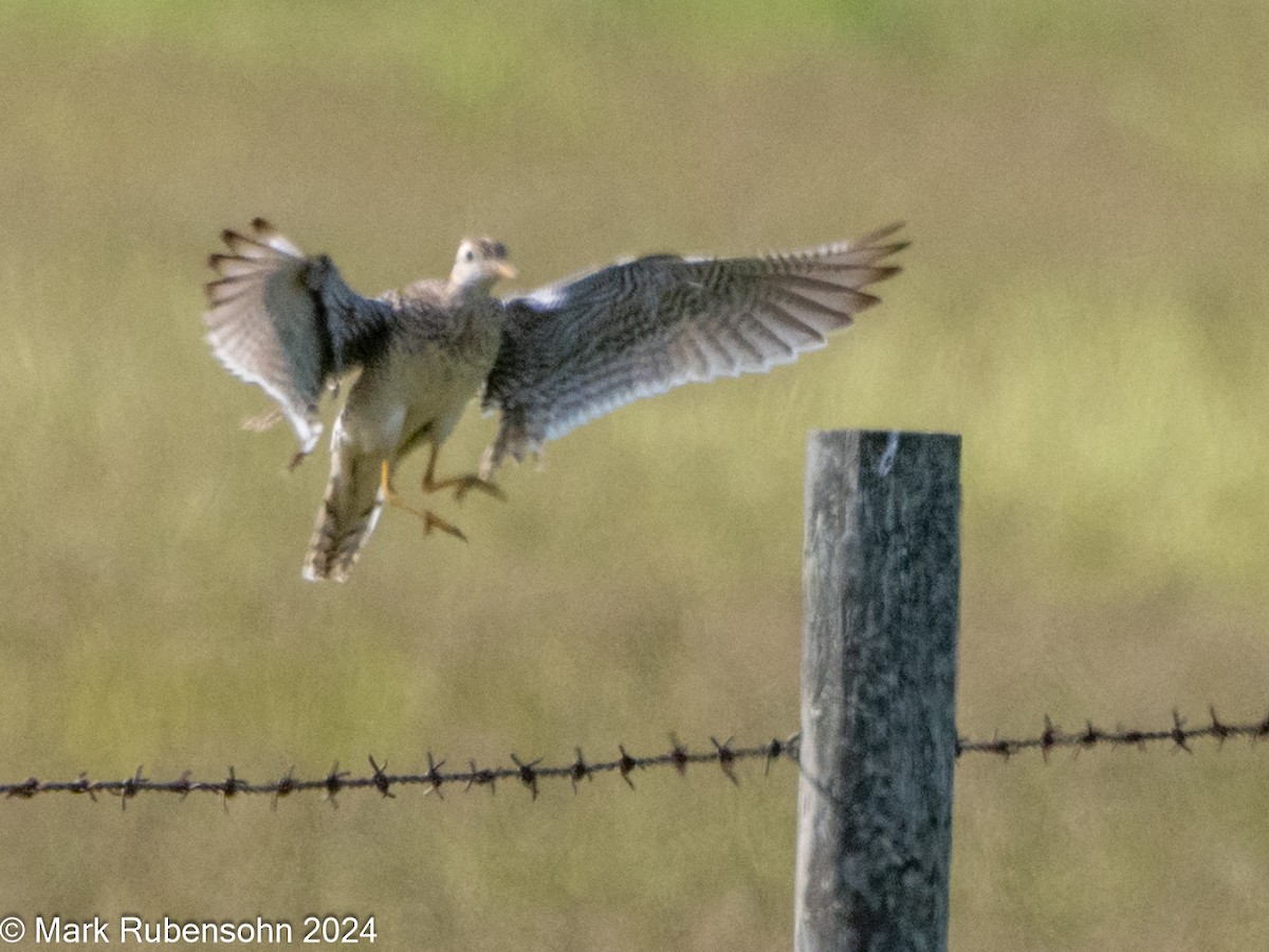 Upland Sandpiper - ML620629268