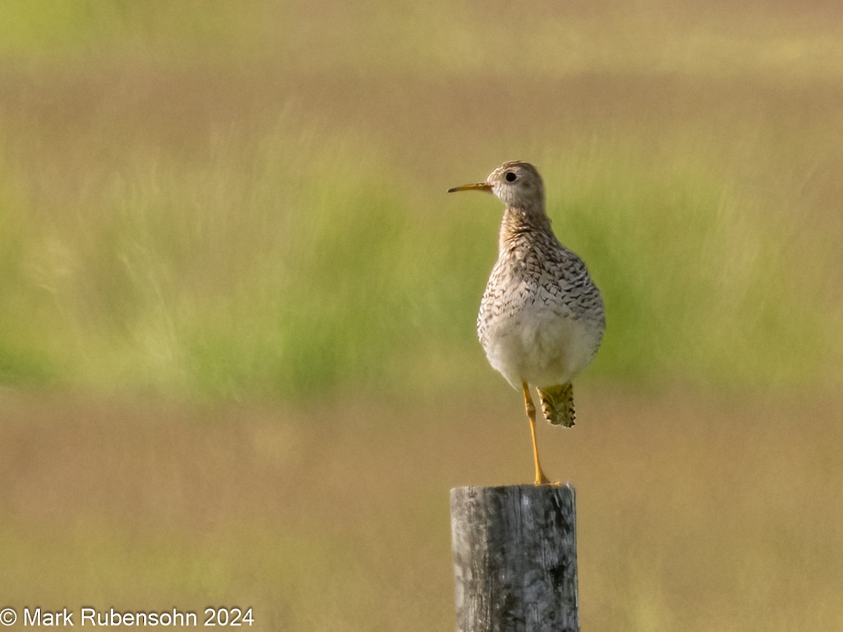 Upland Sandpiper - Mark Rubensohn