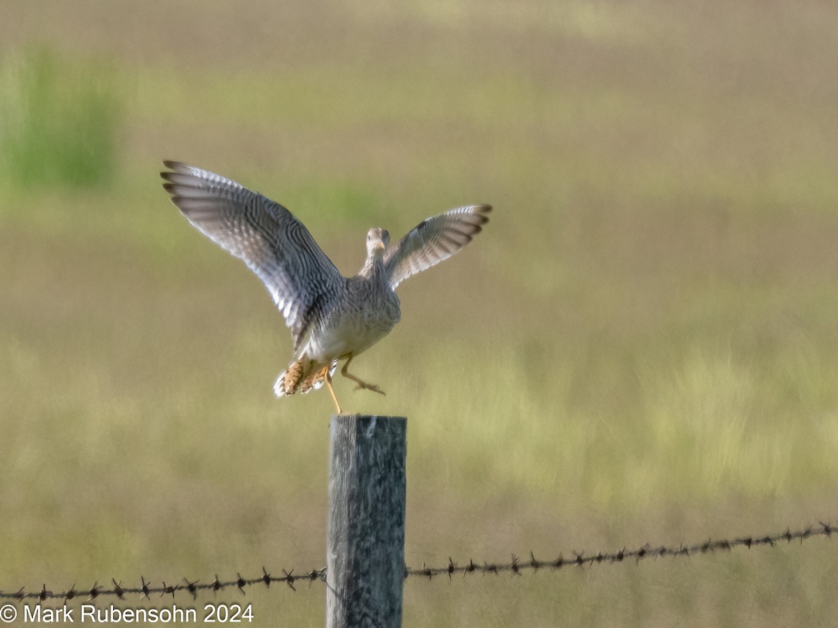 Upland Sandpiper - ML620629270