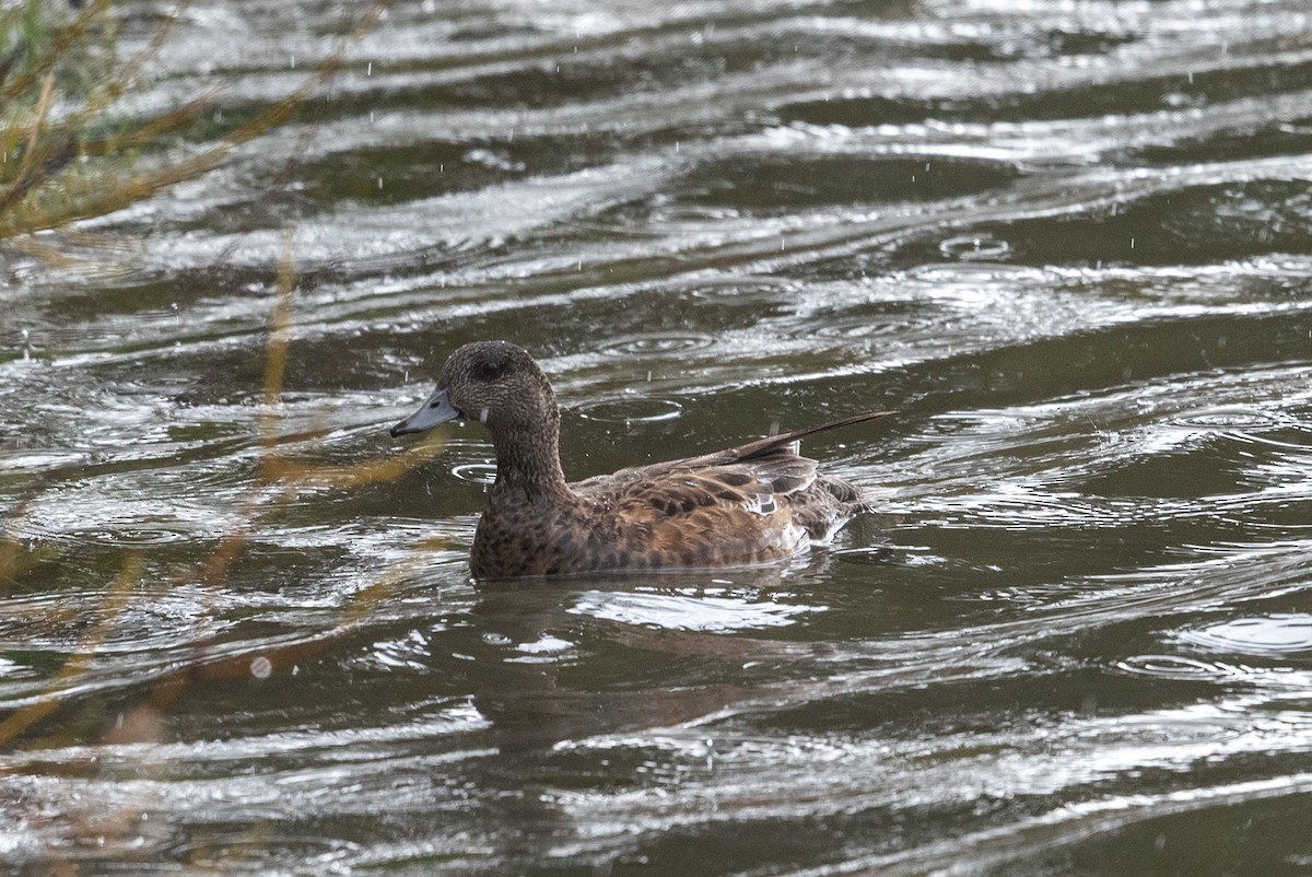 American Wigeon - ML620629272