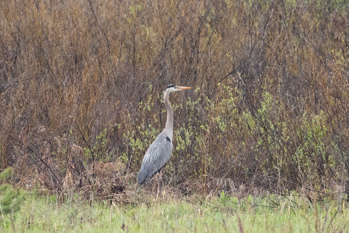 Great Blue Heron - ML620629274