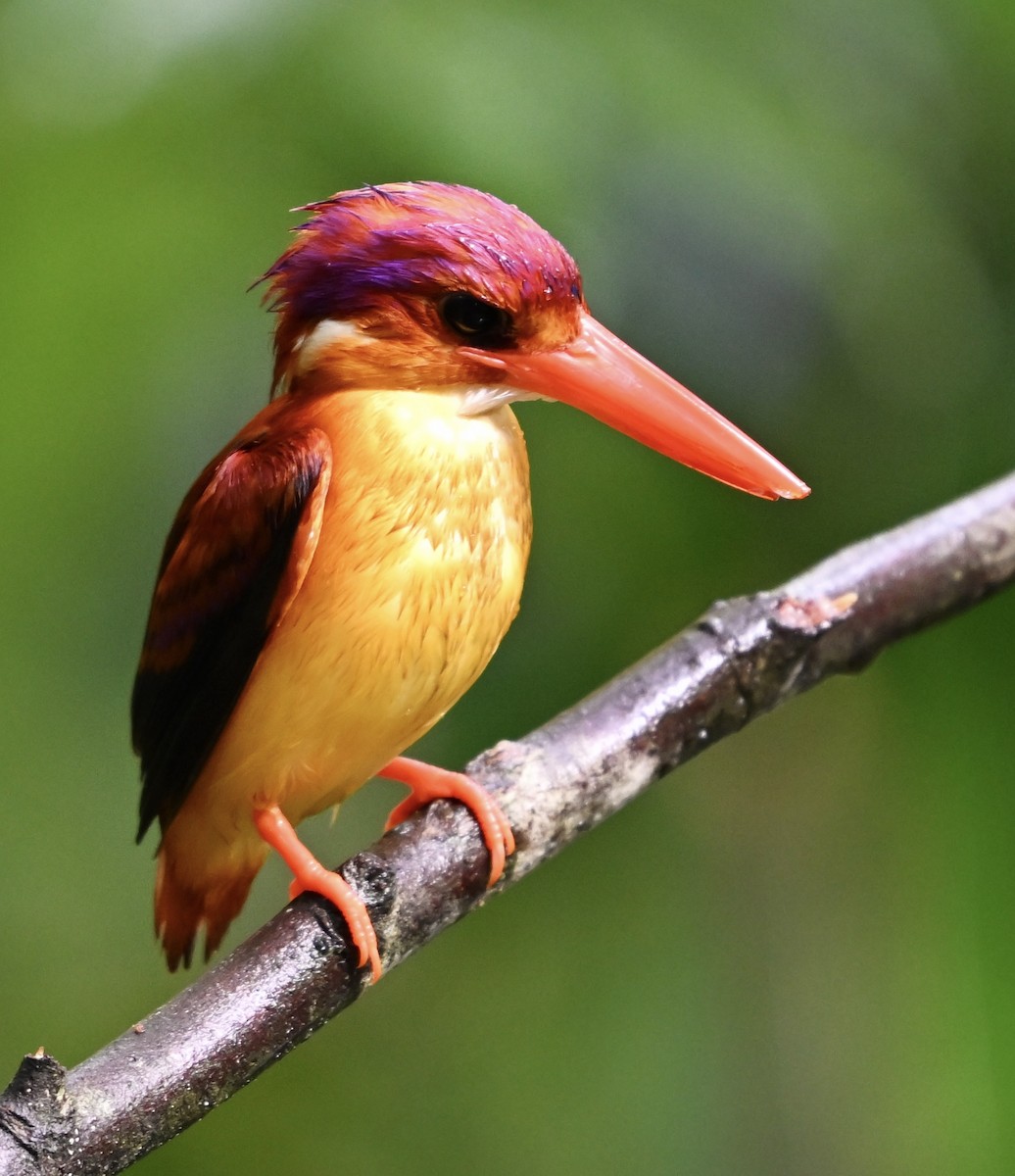 Rufous-backed Dwarf-Kingfisher - ML620629277