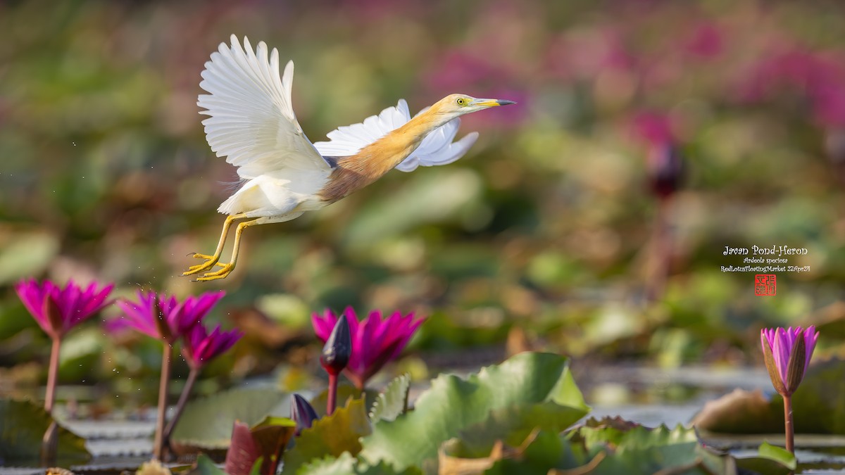 Javan Pond-Heron - ML620629278