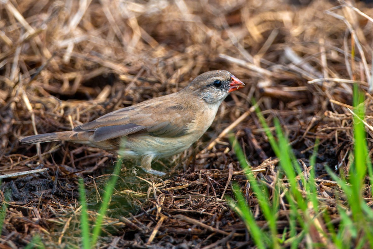 Pin-tailed Whydah - ML620629279