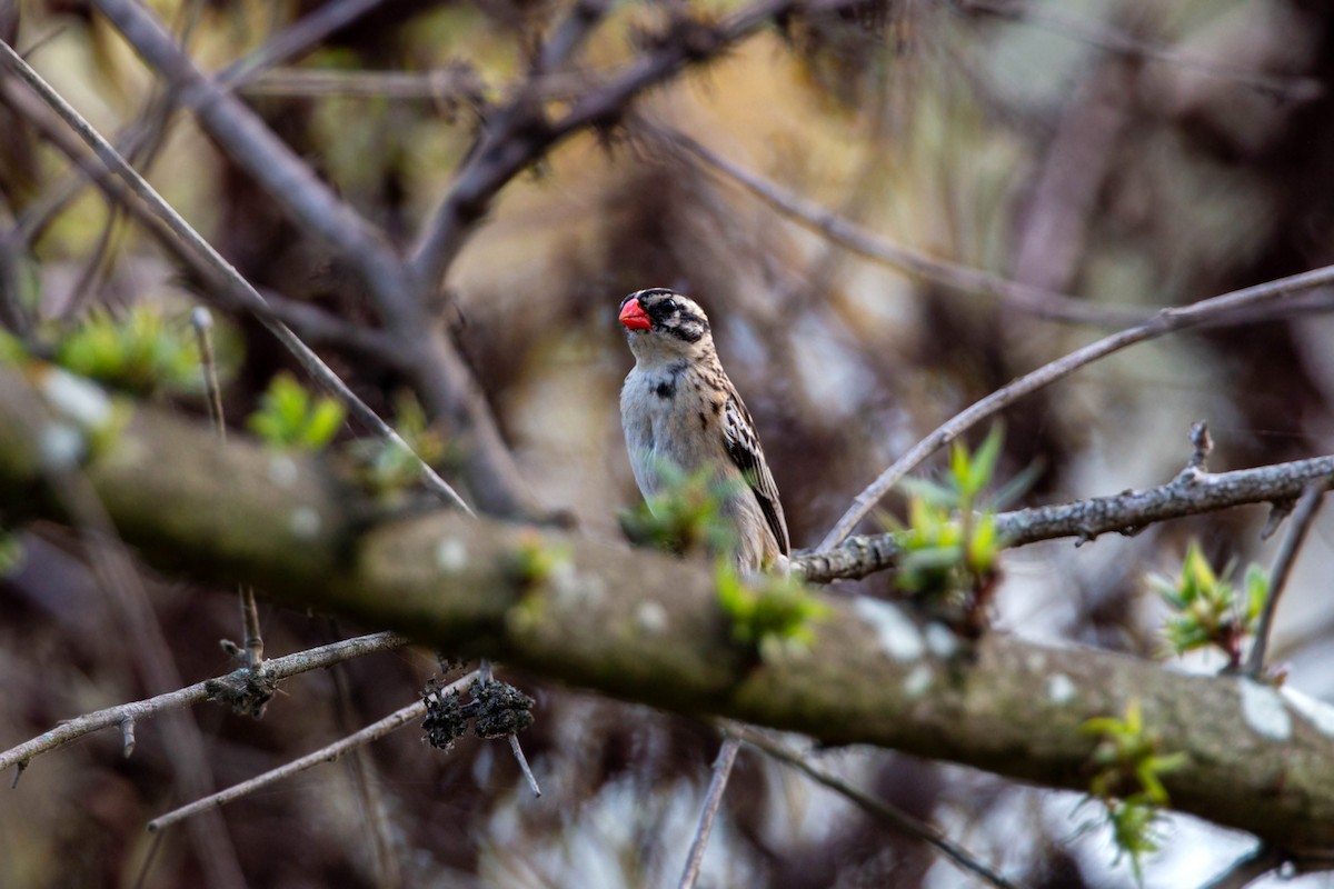 Pin-tailed Whydah - ML620629281