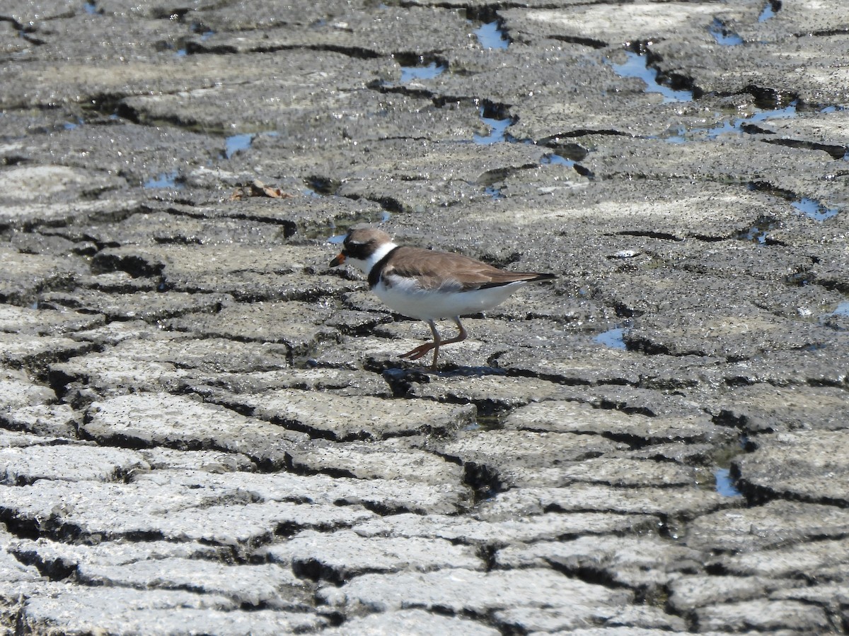 Semipalmated Plover - ML620629282