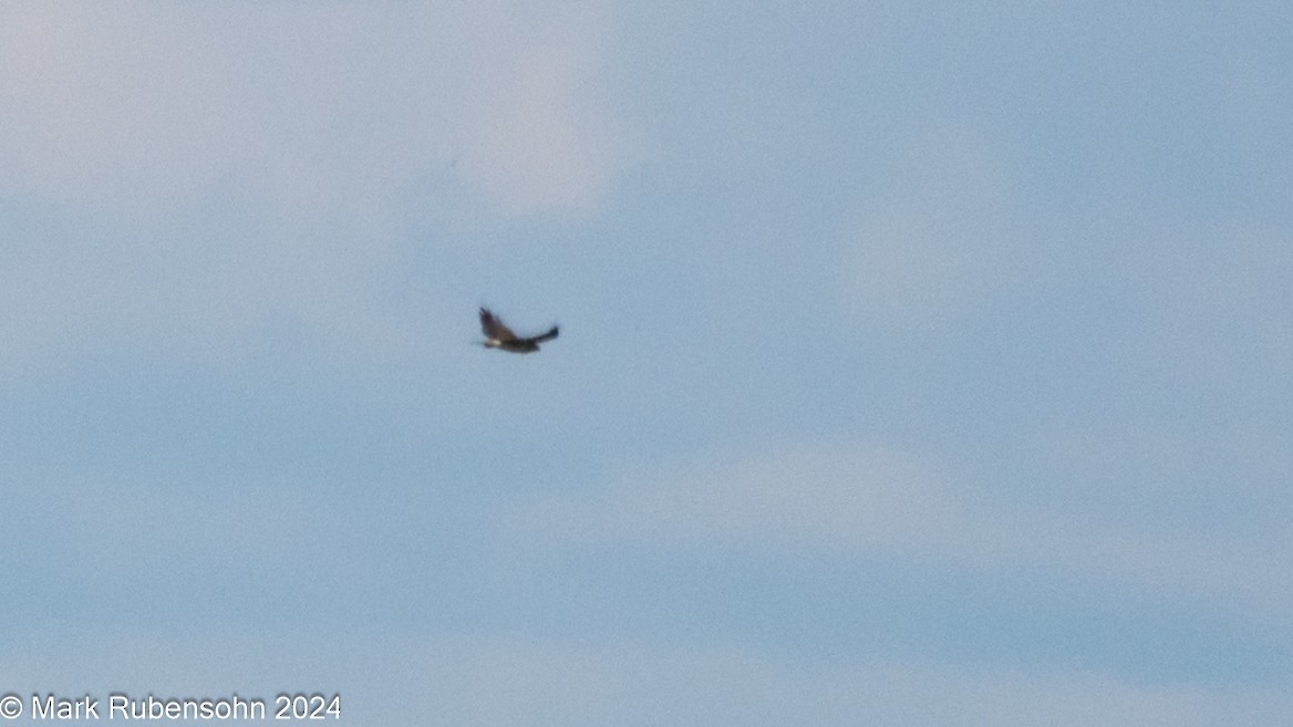 Swainson's Hawk - ML620629284