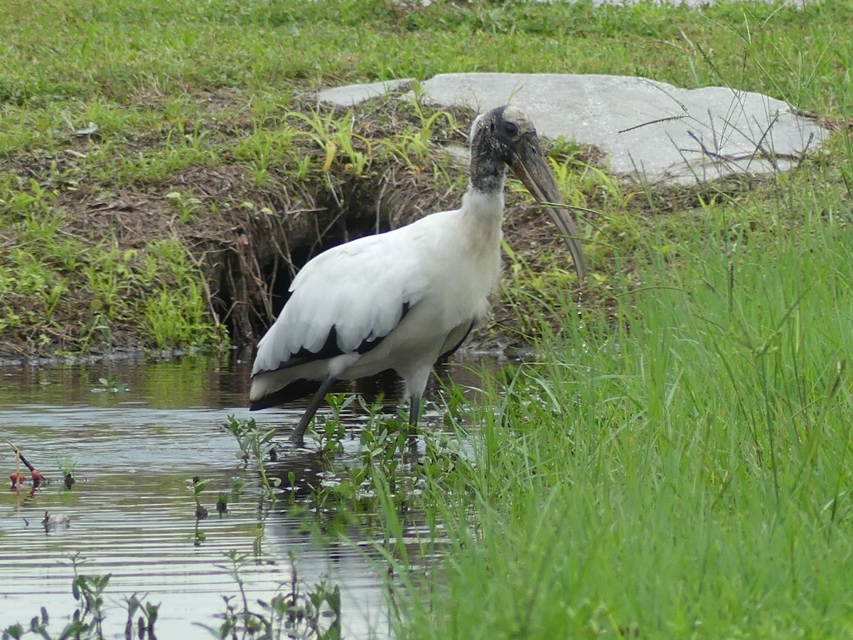 Wood Stork - ML620629286