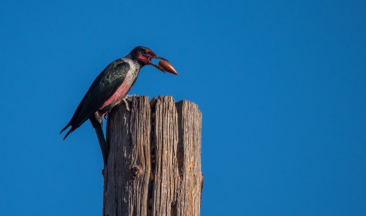 Lewis's Woodpecker - Kalee Vidana