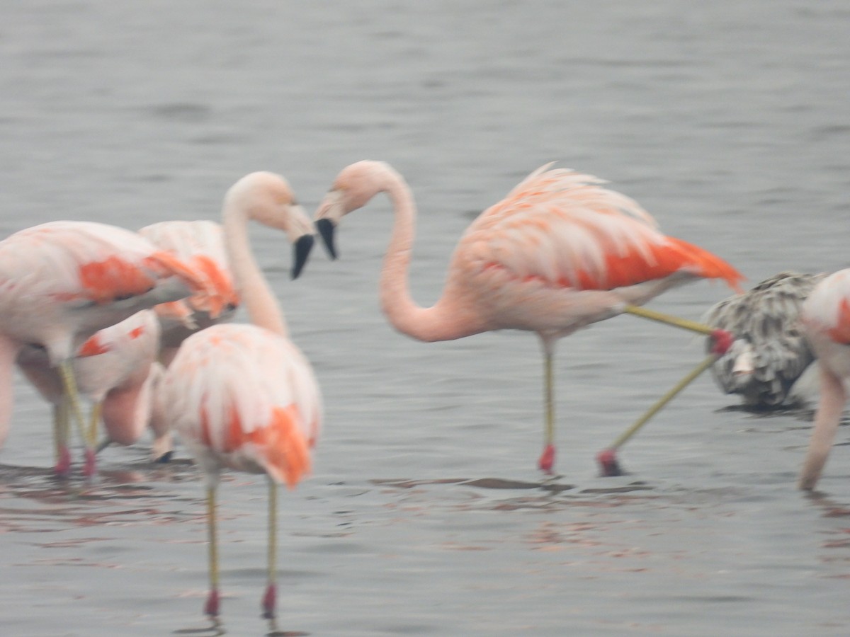 Chilean Flamingo - ML620629290