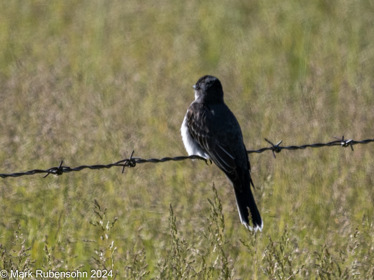 Eastern Kingbird - ML620629291