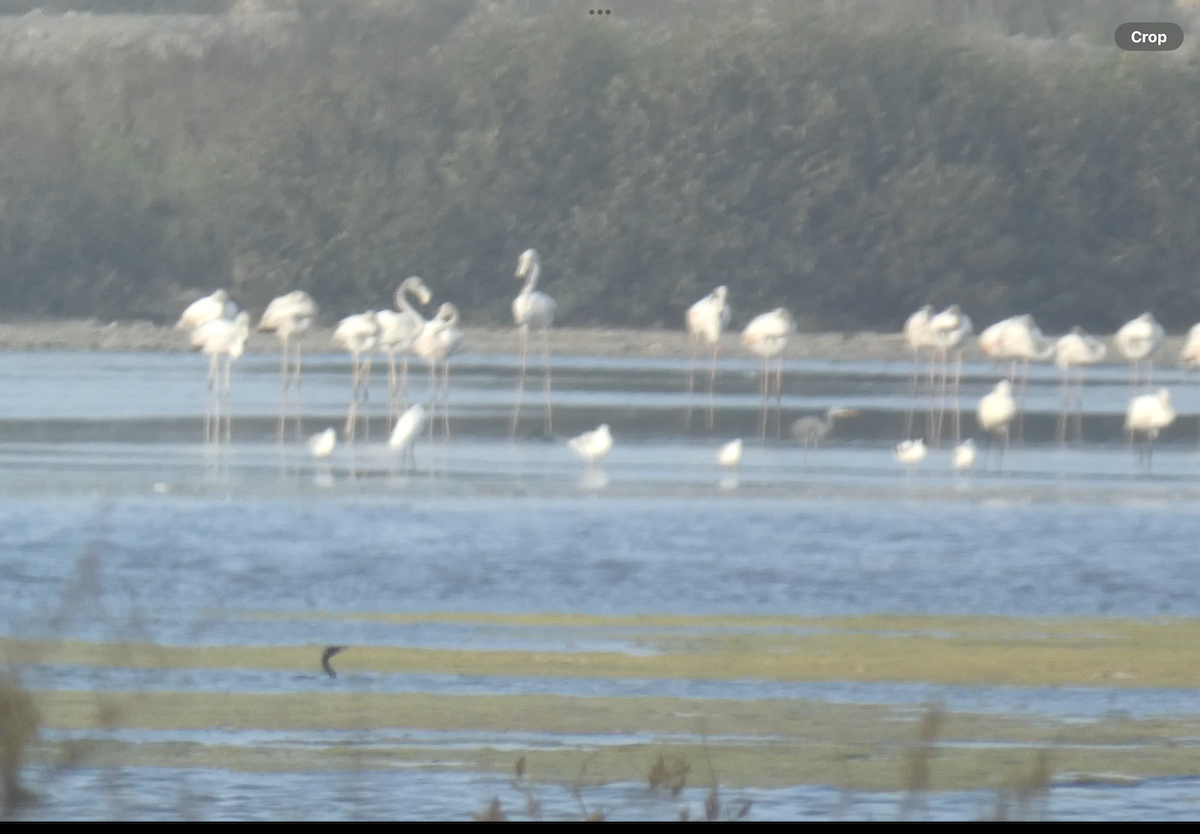 Greater Flamingo - ML620629298