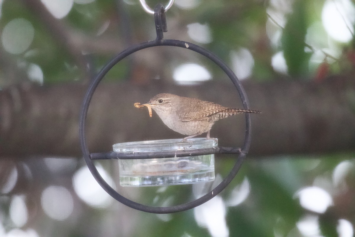 House Wren - ML620629299