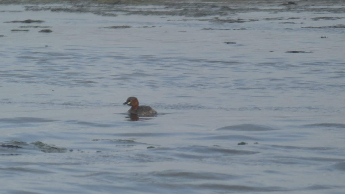 Little Grebe - ML620629300