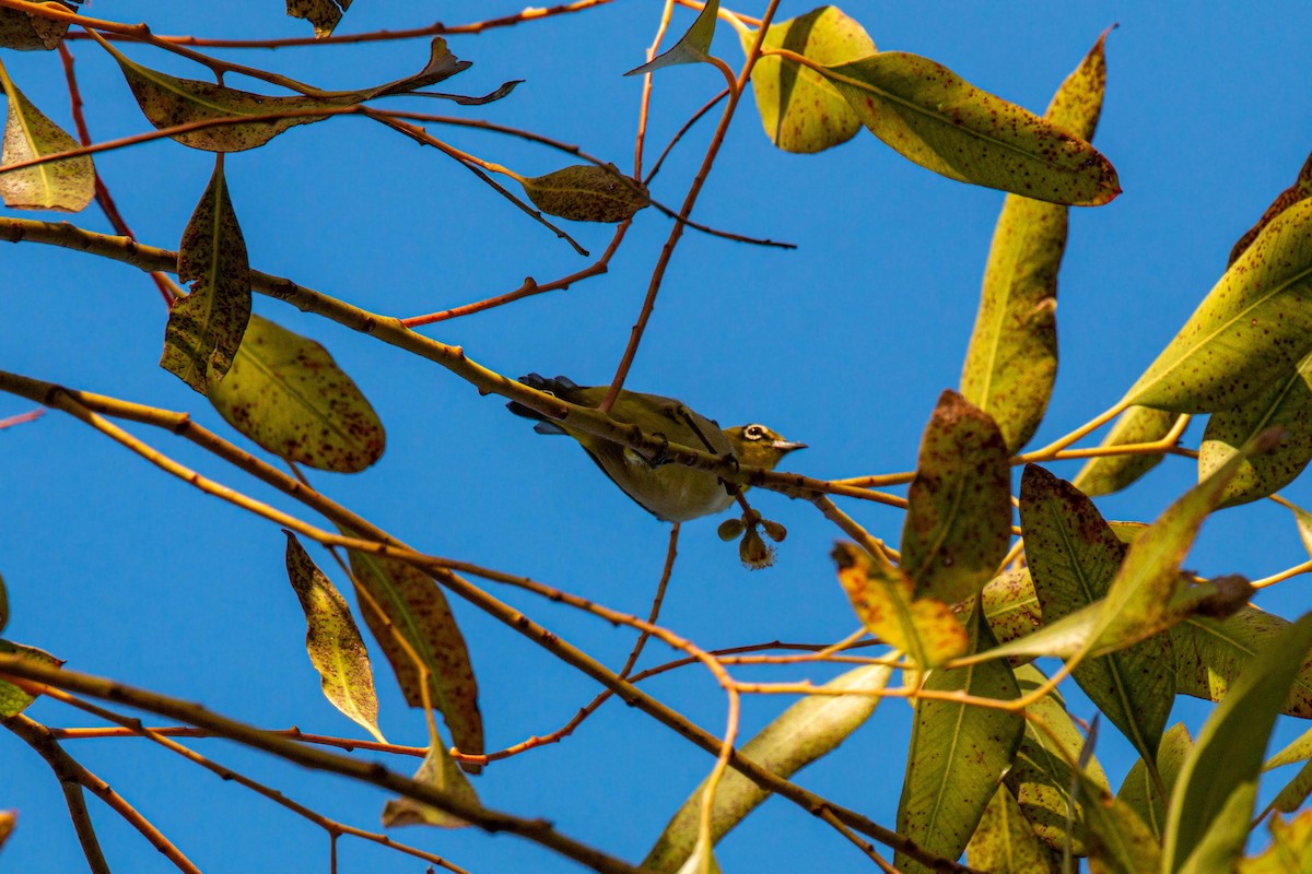 Swinhoe's White-eye - ML620629301