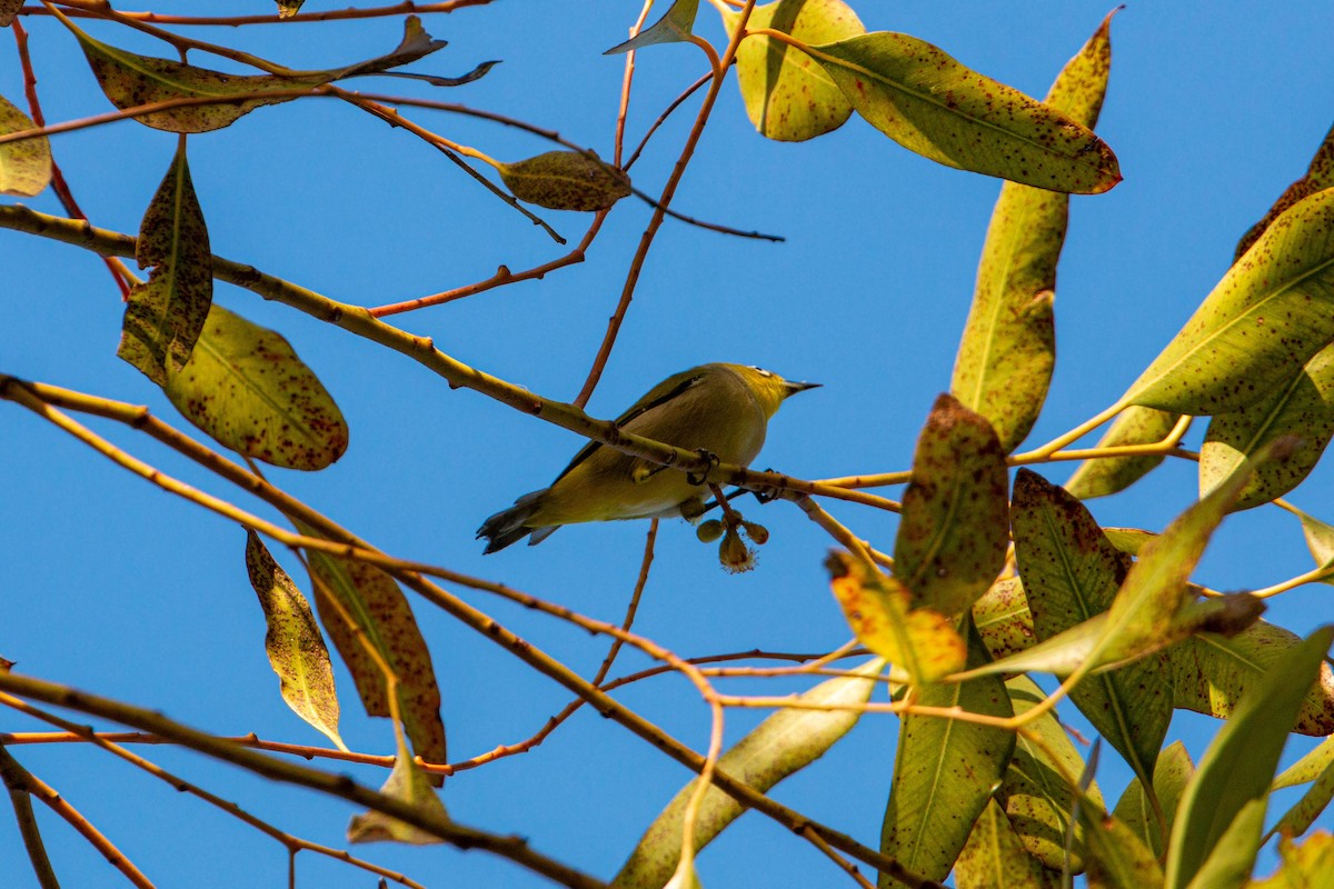 Swinhoe's White-eye - ML620629303