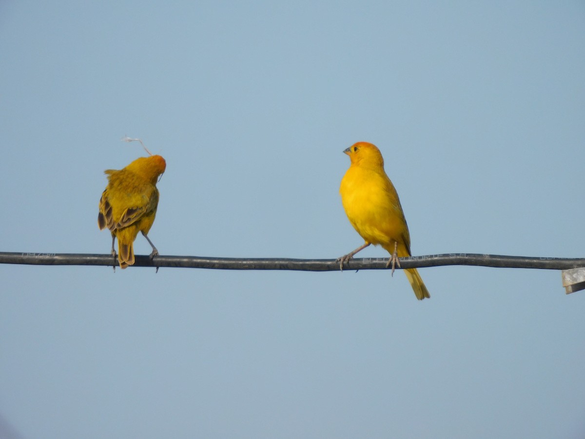 Saffron Finch - ML620629304